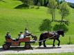 Foto per Gita in carrozza attraverso il paesaggio autunnale della Valle Aurina